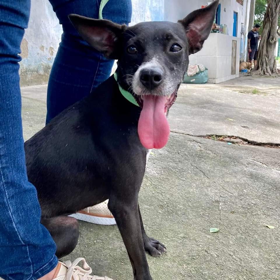 Procurando um amor pra vida todinha?! Então, dê uma chance à nossa pequena Pipa.

🥰 3 anos.
🥰 Porte médio. 
🥰 Castrada e vacinada.

⚠️ Adoção especial: oftamologia. 

Para adotar, entre em contato exclusivamente via mensagem de texto pelo WhatsApp, com um dos números a seguir: