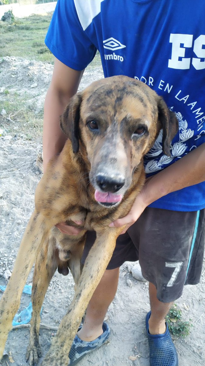 matryoskcat's tweet photo. Hoy se cumplen 3 meses desde tu partida. A veces, al escarbar apartadas la tierra con tu nariz y quedabas así.
Te extraño 🐕☁️💙 https://t.co/0jn0JjhMMc