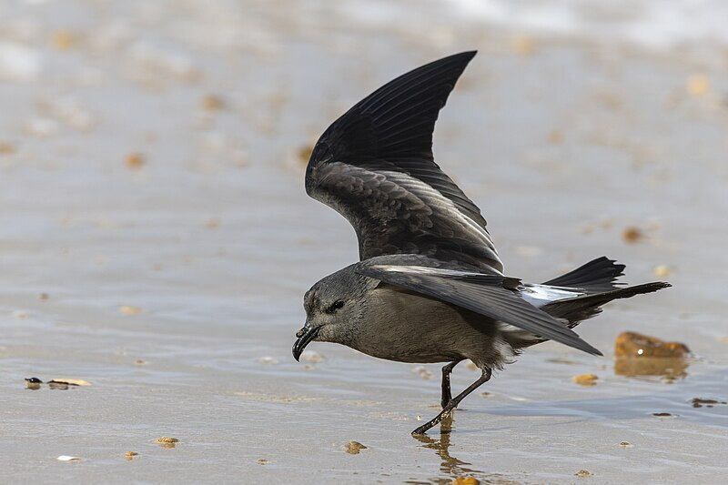 🚨Paid Research Assistant Opportunity🚨 Oregon State University is searching for a faculty research assistant to help with integrating biologging datasets from tagged seabirds into oceanographic and ecological workflows. jobs.oregonstate.edu/postings/149821 IMAGE: Alexis Lours