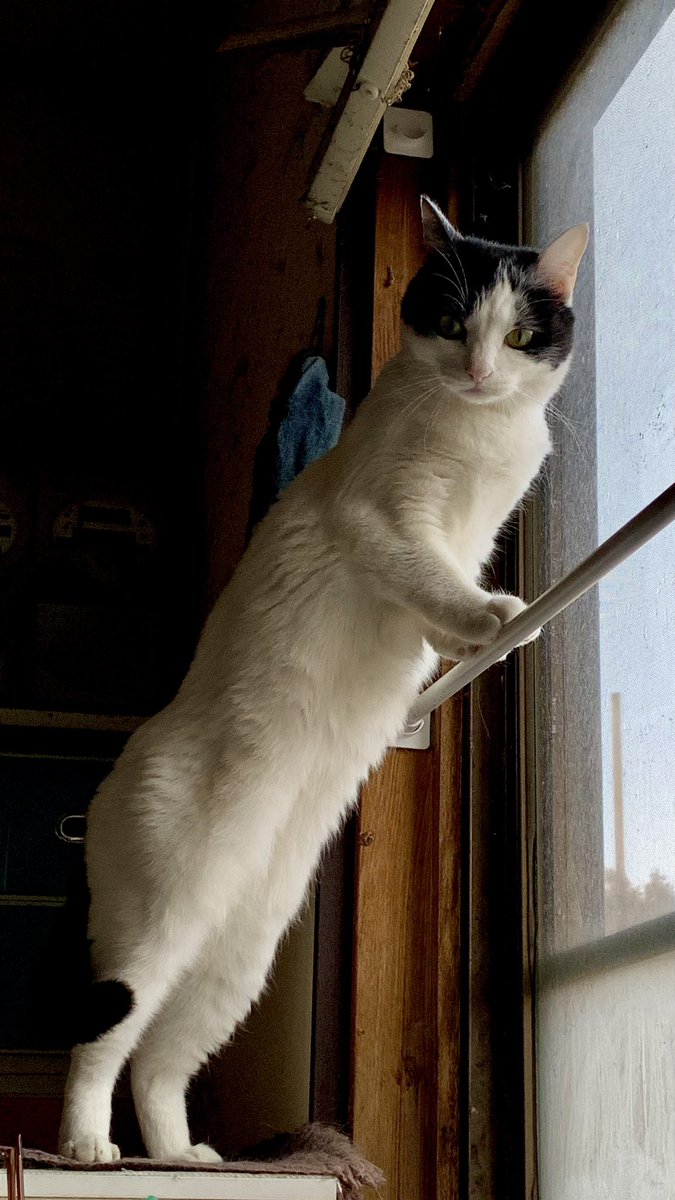 たまちゃん、意外と長い。