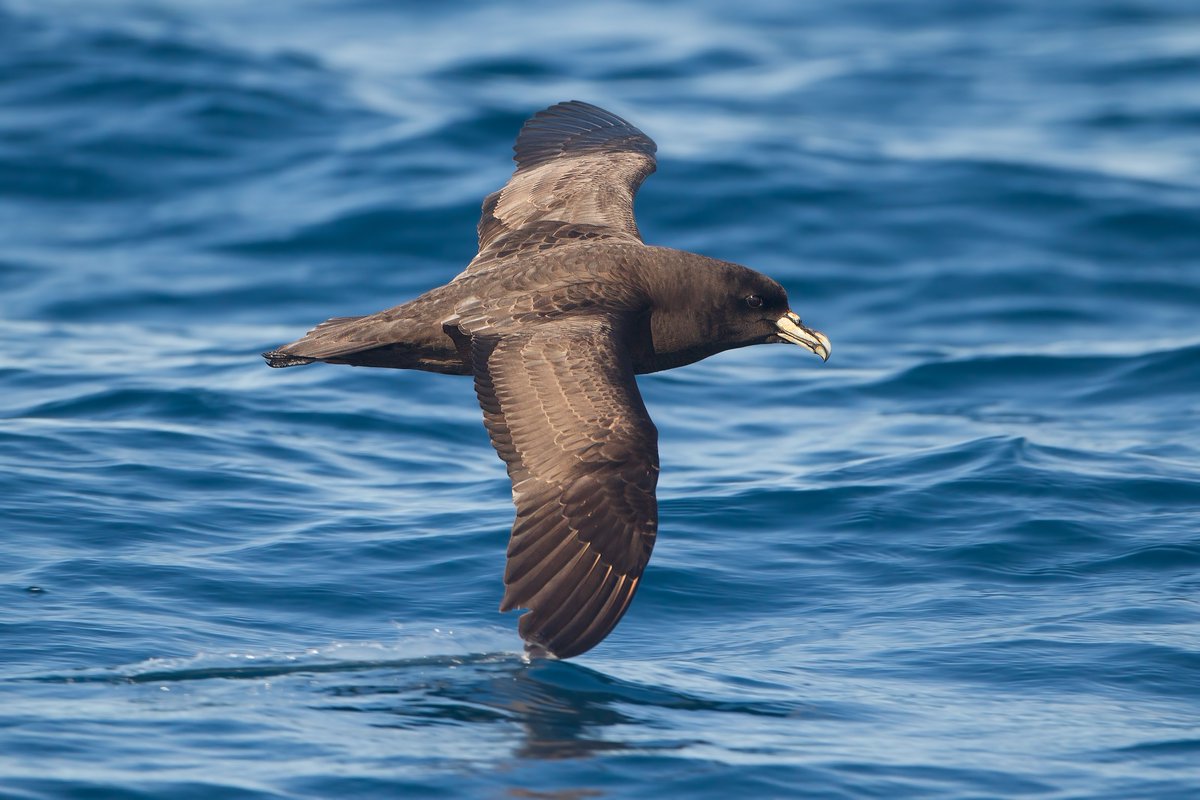 ✨MSc Position: Monitoring Seabirds Using Acoustics (Canada)✨ Carleton University is searching for a graduate (MSc) student to lead a study funded by the Agreement on the Conservation of Albatrosses and Petrels. pacificseabirdgroup.org/news/graduate-… IMAGE: JJ Harrison