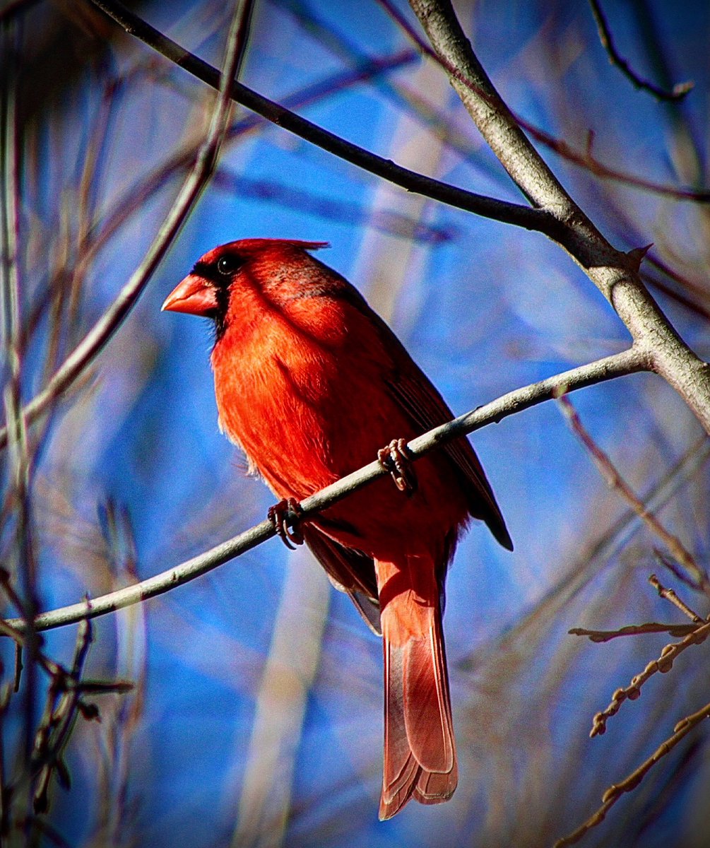 SightingsDay's tweet photo. Cardinal of the day…
Enjoyed my conversation with this handsome northern cardinal earlier today in Wisconsin…
@CanonUSA @WDNR #conversationsofnature https://t.co/yTANUI09hc