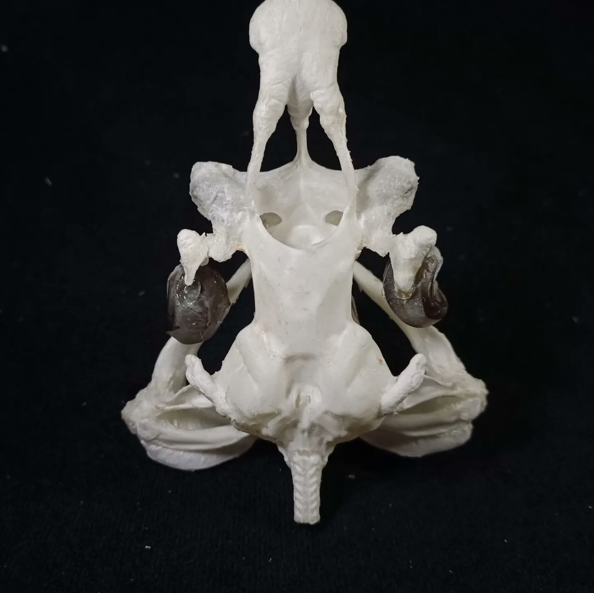 X.T Reptiles & Specimens Studio tweet media
