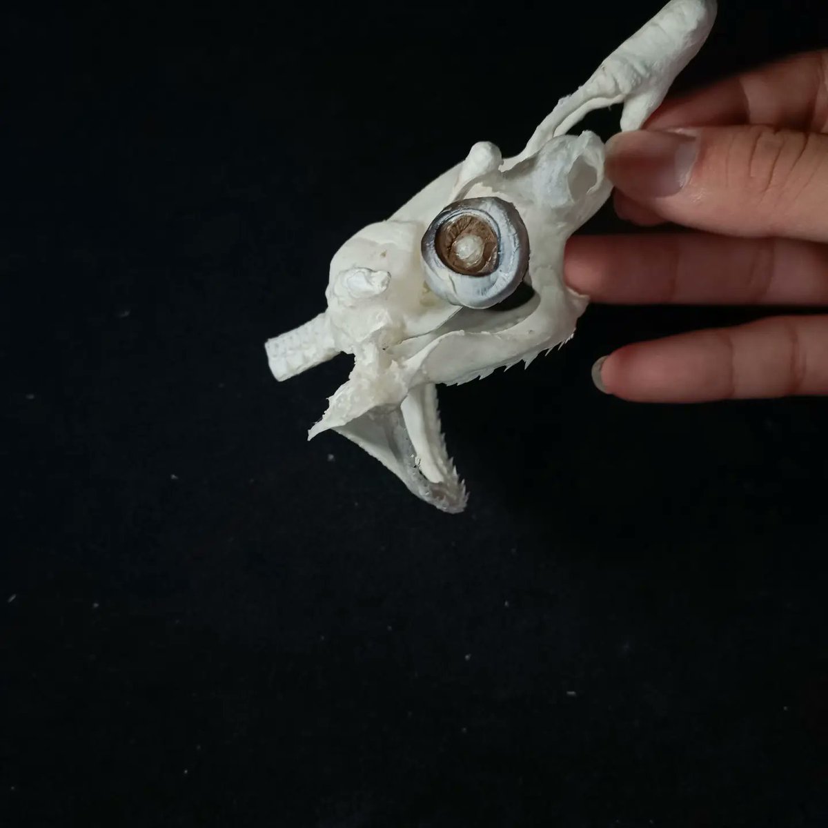 X.T Reptiles & Specimens Studio tweet media