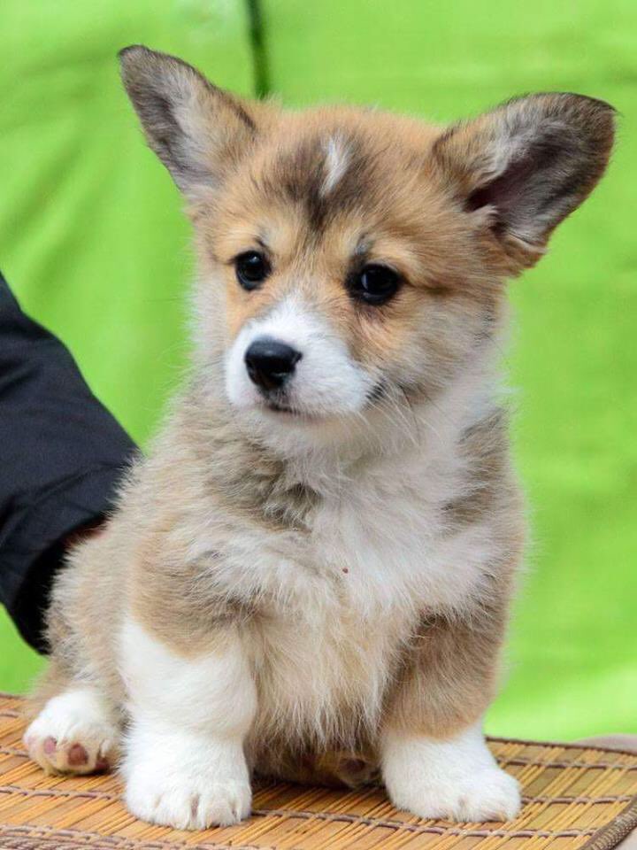 indiegoldxo's tweet photo. Doge https://t.co/BfeyyDXJwo