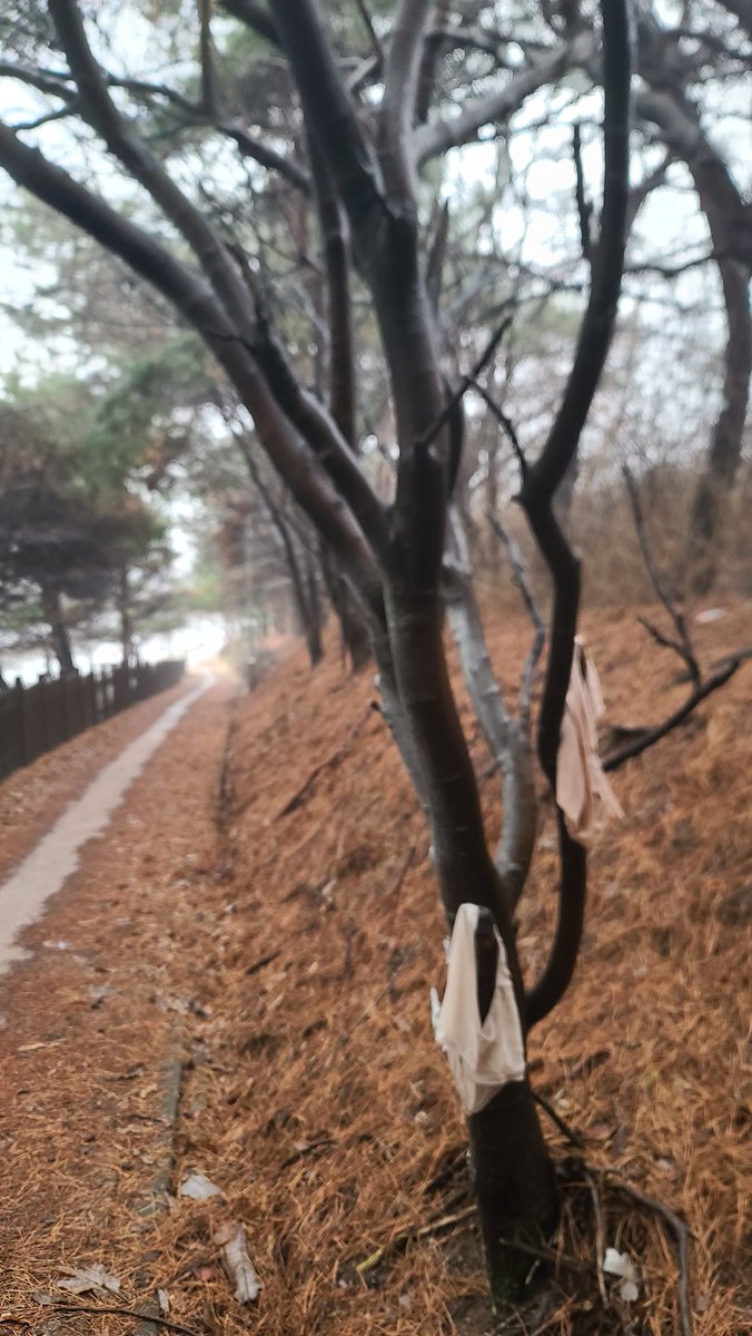 pbrdsb12's tweet photo. 며칠이지난 비오는오늘 현재시간에도 널려있네요 https://t.co/z0mSJW9AUF