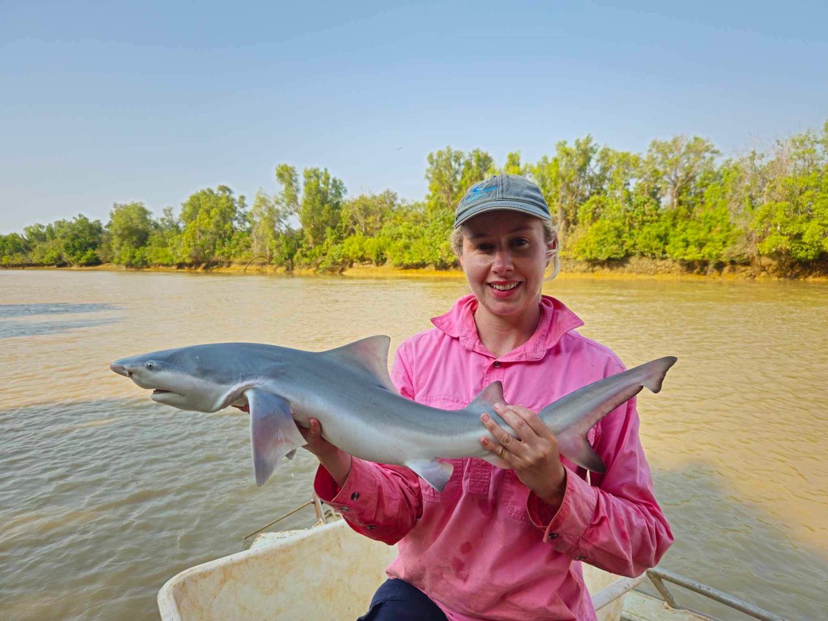 Researchers from Charles Darwin University and the Yugul Mangi Rangers have found a new population of Speartooth Shark in the Roper River of the #NT #Australia! An extraordinary find for this rare and threatened #shark 🦈#Conservation #RoperRiverDiscovery @IUCNShark 1/6