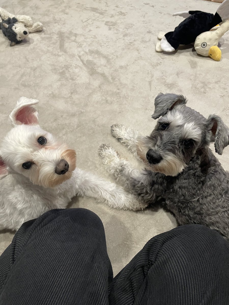 bani_poh's tweet photo. バニとポーは仲悪くは無いけどすごい良くもない、とおもっている飼い主なので
2人が近くで寝ていると「仲良しなの！？」「プリキュアなの！？」って興奮して写真撮りがちです。

#ミニチュアシュナウザー #犬との暮らし #犬好きさんとつながりたい #おはようございます #ふたりはプリキュア https://t.co/c9Y4vRYSZO