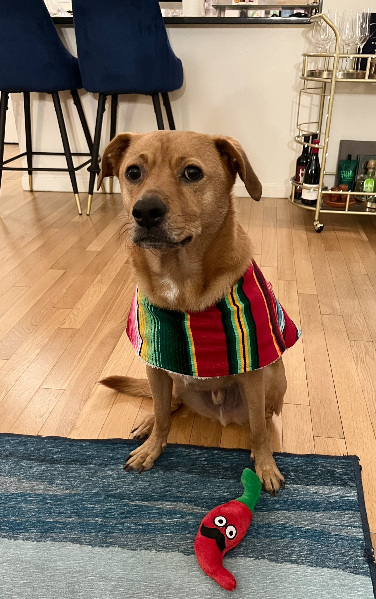 Chico mexican dog online