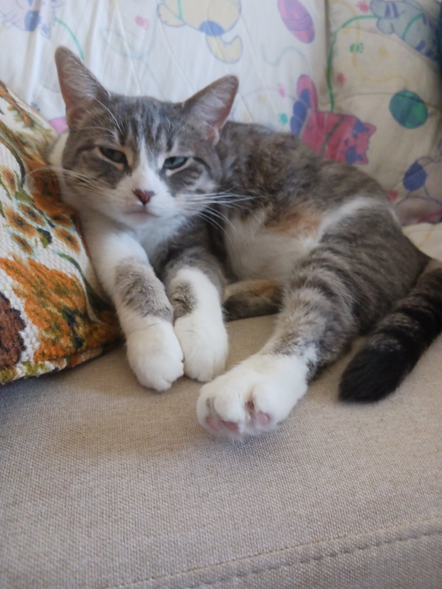 Behold, #CatsOfTwitter, Millie Meow of the Million Meows when slightly disgruntled because I, a mere oafish human, disturbed her rest.