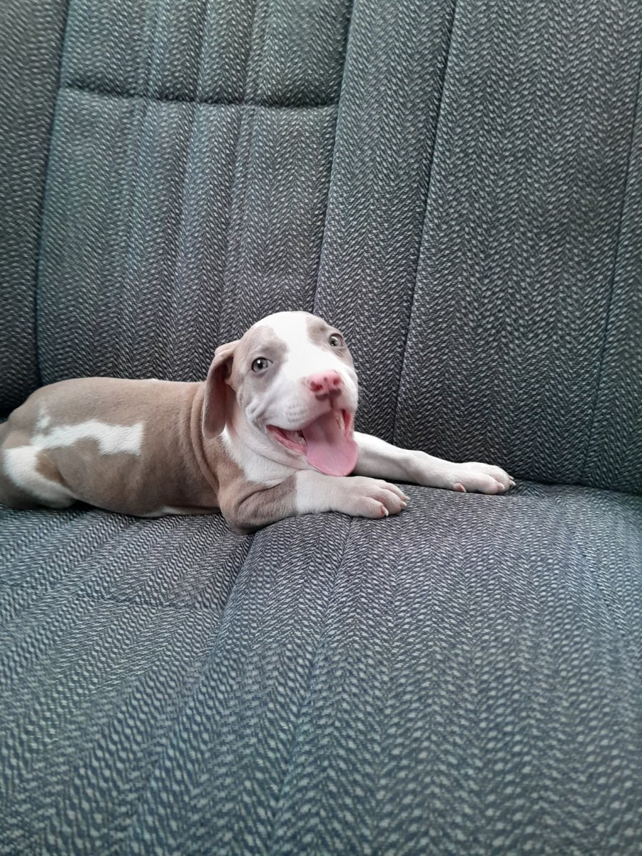 Tira2_'s tweet photo. Muchachos hice una cosa impulsiva y ahora tengo un Pitbull https://t.co/3nZUnfAKXm