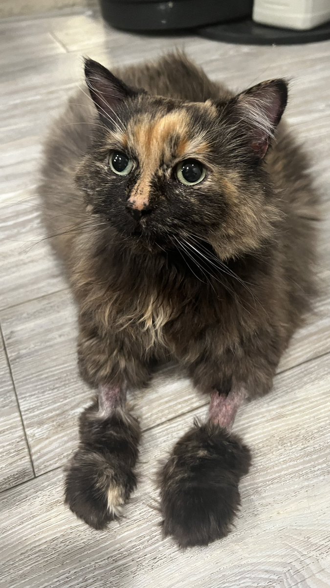 She-Rage, Princess of Pain tweet media