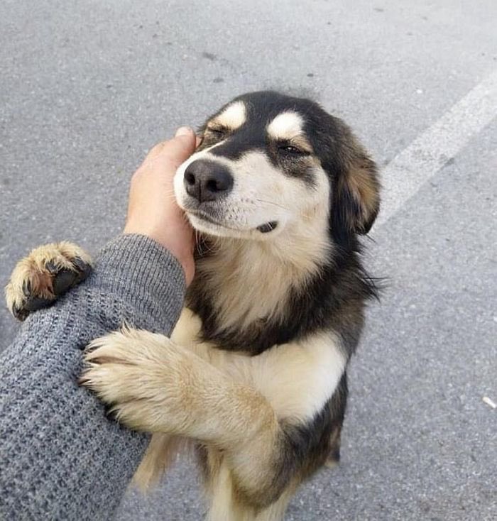 twaniimals's tweet photo. nobody:

 me when i see a dog: https://t.co/vXK7dzVQKU