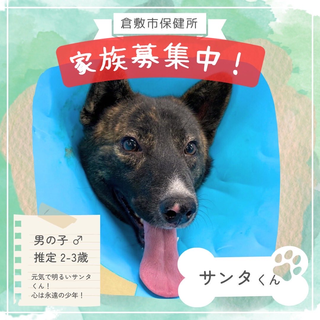lharmonie2424's tweet photo. 倉敷市保健所より
次にお問合せ期限を迎える、ブリンドル野犬男子サンタくん
新しい家族を待っています！

一見クールな雰囲気ですが中身は永遠の少年
犬舎では「オレにかまってくれよー」とアピール😆
愛情独り占めタイプなので、先住犬がいないお家がお迎えしやすいかな？
お問合せお待ちしています https://t.co/gMhNUeD4XB