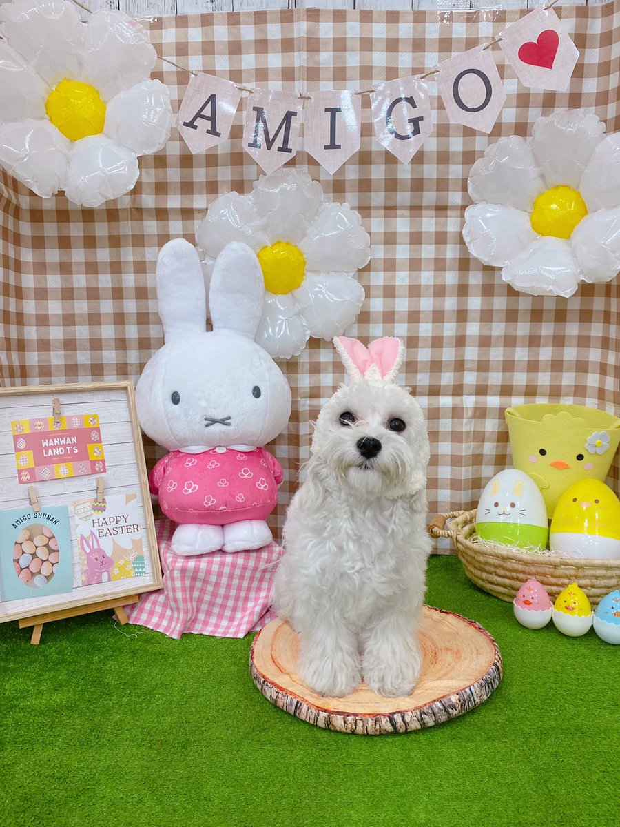amigo_A40's tweet photo. イースターフォト🐰🌷
マルくん上手でしたっ♡♡
#犬 #マルチーズ #犬のいる暮らし #山口県 #周南 #ペットショップ #アミーゴ https://t.co/ZYIpUFiEt3