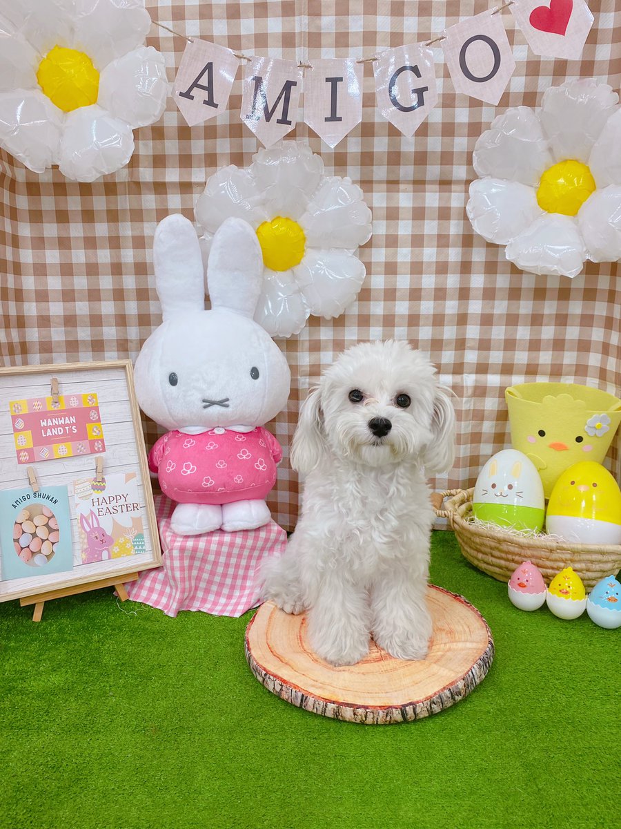 amigo_A40's tweet photo. イースターフォト🐰🌷
マルくん上手でしたっ♡♡
#犬 #マルチーズ #犬のいる暮らし #山口県 #周南 #ペットショップ #アミーゴ https://t.co/ZYIpUFiEt3