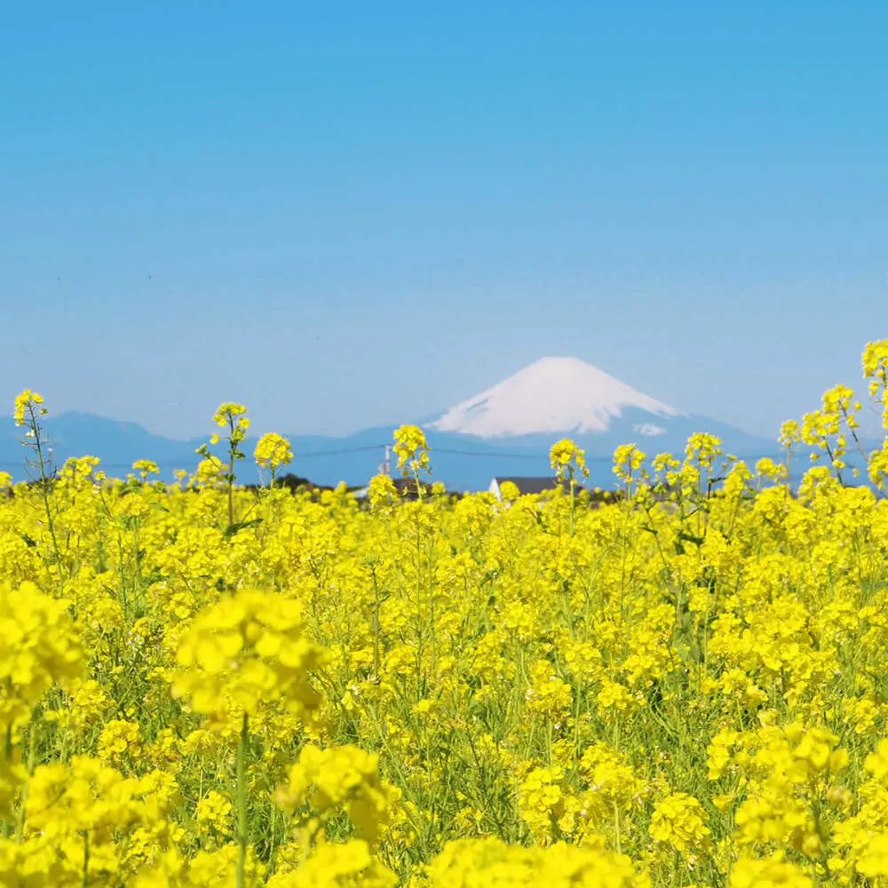SEABike2's tweet photo. 【神奈川県・横須賀】

📍長井海の手公園 ソレイユの丘

菜の花の絨毯が見られる
横須賀｜ソレイユの丘🌼

冬の時期は、富士山を背景に
菜の花の絨毯が綺麗に映えます🗻

e-Bikeをレンタルして、
美しい菜の花を見に行けませんか？

見頃：3月いっぱいまで https://t.co/6A18wVWNPv