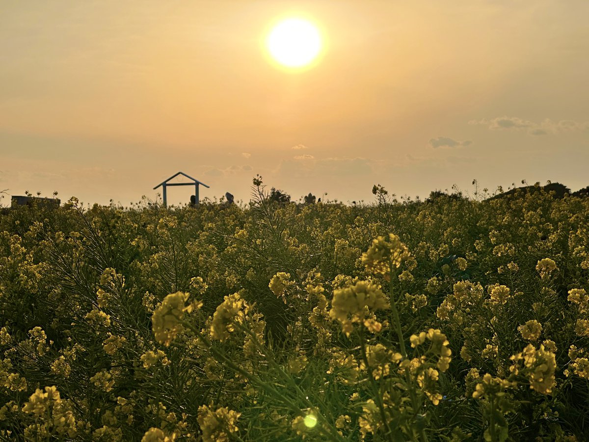 SEABike2's tweet photo. 【神奈川県・横須賀】

📍長井海の手公園 ソレイユの丘

菜の花の絨毯が見られる
横須賀｜ソレイユの丘🌼

冬の時期は、富士山を背景に
菜の花の絨毯が綺麗に映えます🗻

e-Bikeをレンタルして、
美しい菜の花を見に行けませんか？

見頃：3月いっぱいまで https://t.co/6A18wVWNPv