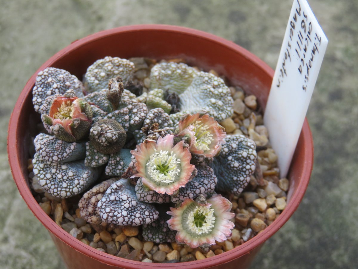 Quite a few mesembs were flowering today.  This is an unusual Titanopsis calcarea with peach flowers instead of yellow.  SB1111, Magersfontein. #succulents #titanopsis #mesembs #SucculentSunday #MesembMonday