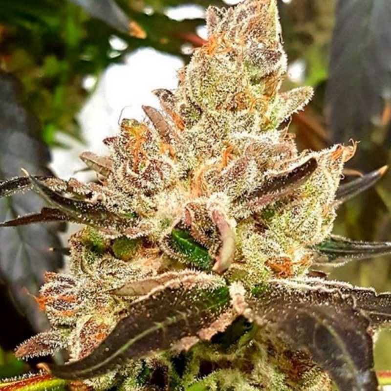 SensibleSeeds's tweet image. sensibleseeds.com/dank-genetics-…
#SensibleSeeds
#CannabisSeeds
#feminizedseeds
#indicadom
#strain
#dankgeneticsseeds
#LEMONAID
#CannabisCulture
#IndoorGardening
#OutdoorGrow
#strainsuperiority
#ogkushfaimly
#seedpack
#fruityflavors
#autoGenetics
#lemonaidsherbet
#marijuana