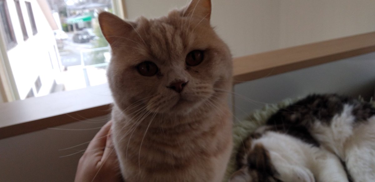 hihumin_456's tweet photo. このホルス君が人懐こくて最高だった。犬猫変わらず、オスはチョロ可愛くて良いよね。 https://t.co/izJnT4hzRg