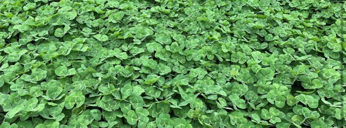 Dan King. White Springs Poll Merino Stud tweet media