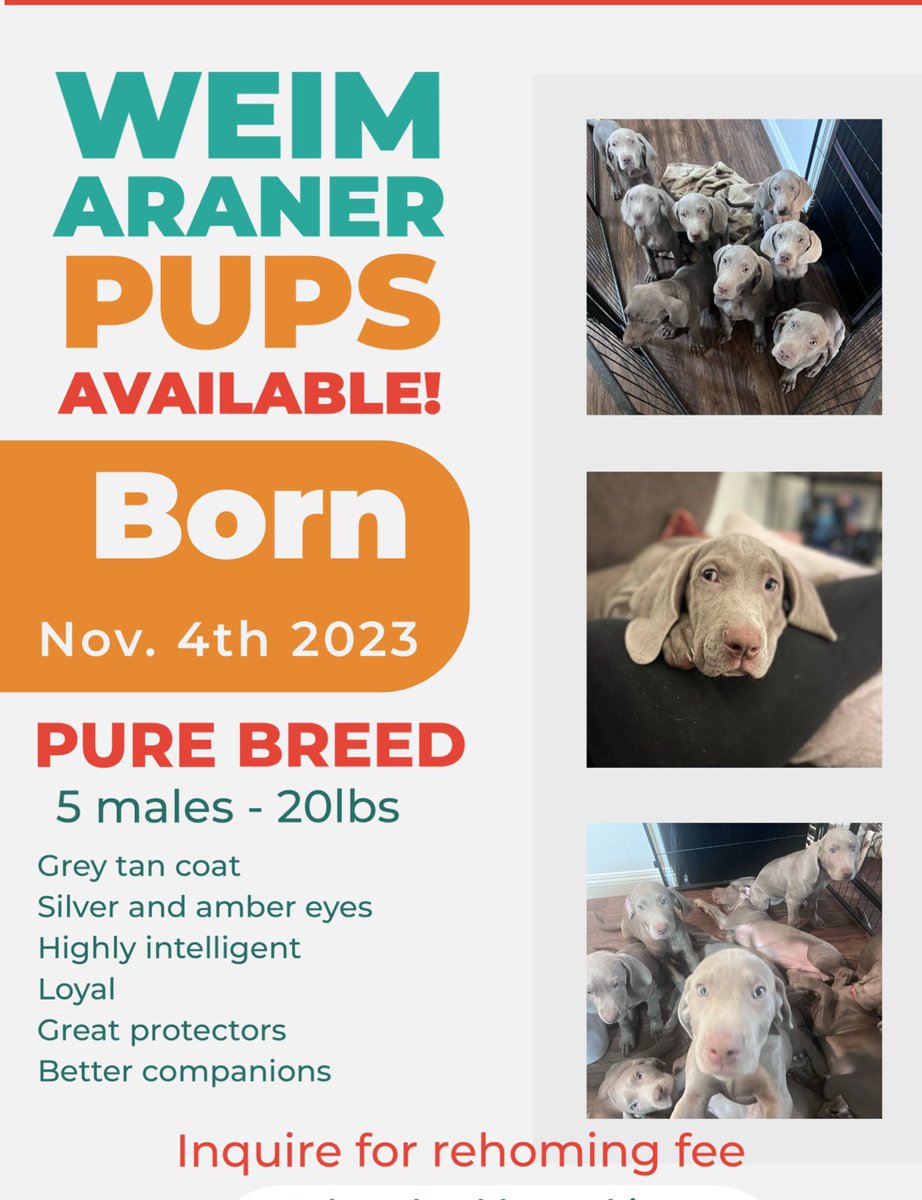 geekjoyco's tweet photo. Please help #weimaraner #puppy #puppies https://t.co/6NILUY0BvA