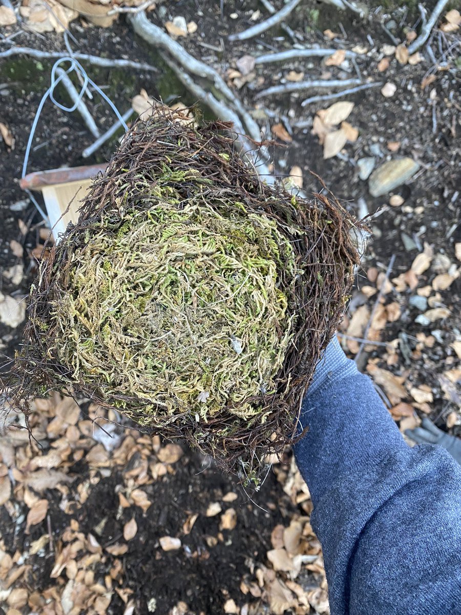 Feldbotanik's tweet photo. So cute!
The edges are done with #Polytrichum, the main body is made of #Hypnum and #Thuidium, and the innermost part is animal hair.
Which bird species might be such a distinguished #Bryologist? https://t.co/HqaEtn2Tir