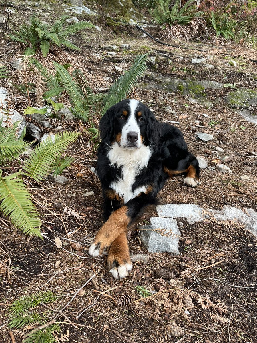 Isn’t she lovely! 🥰 . . . . . . #luzie #bernese #weekend #goodgirl