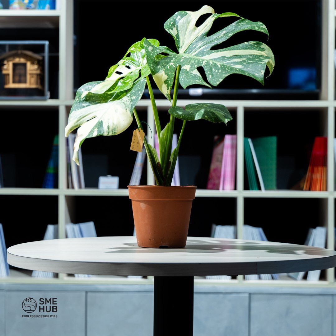 Embrace nature’s artistry with <a href="/dheliart/">Dheli.art</a> plants now available at SME Hub.