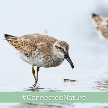 4Post2020BD's tweet photo. 🌿Nature knows no borders.
🤝This is why the new Global Partnership on Ecological Connectivity (#GPEC) aims at identifying, protecting & enhancing a #ConnectedNature!
🔗https://t.co/ORU07MsUtx
📚More on topic: https://t.co/ysn3mxCpJs https://t.co/PFnCWzLLXV