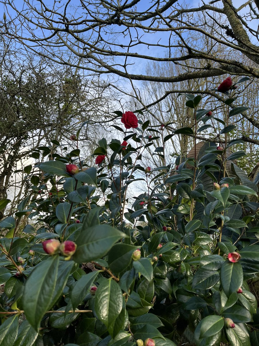 Morning with me on #mycommute is easily one of my favourite Camellia! I give you Camellia x williamsii ‘Les Jury’ after its deep red flowers comes a flush of shiny, coppery foliage. Stunning plant @RCM_Group @CwllGardenSoc #camellia #winter #spring #flowers #red #copper #foliage