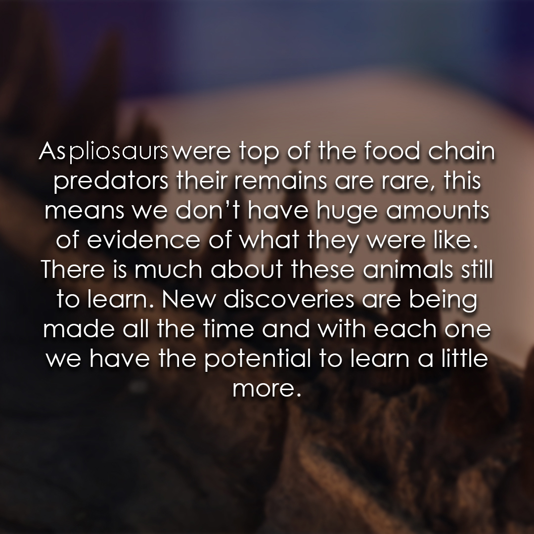 TEC_Kimmeridge's tweet image. Have you ever found a pliosaur fossil? #pliosaur #fossilfacts #seamonster