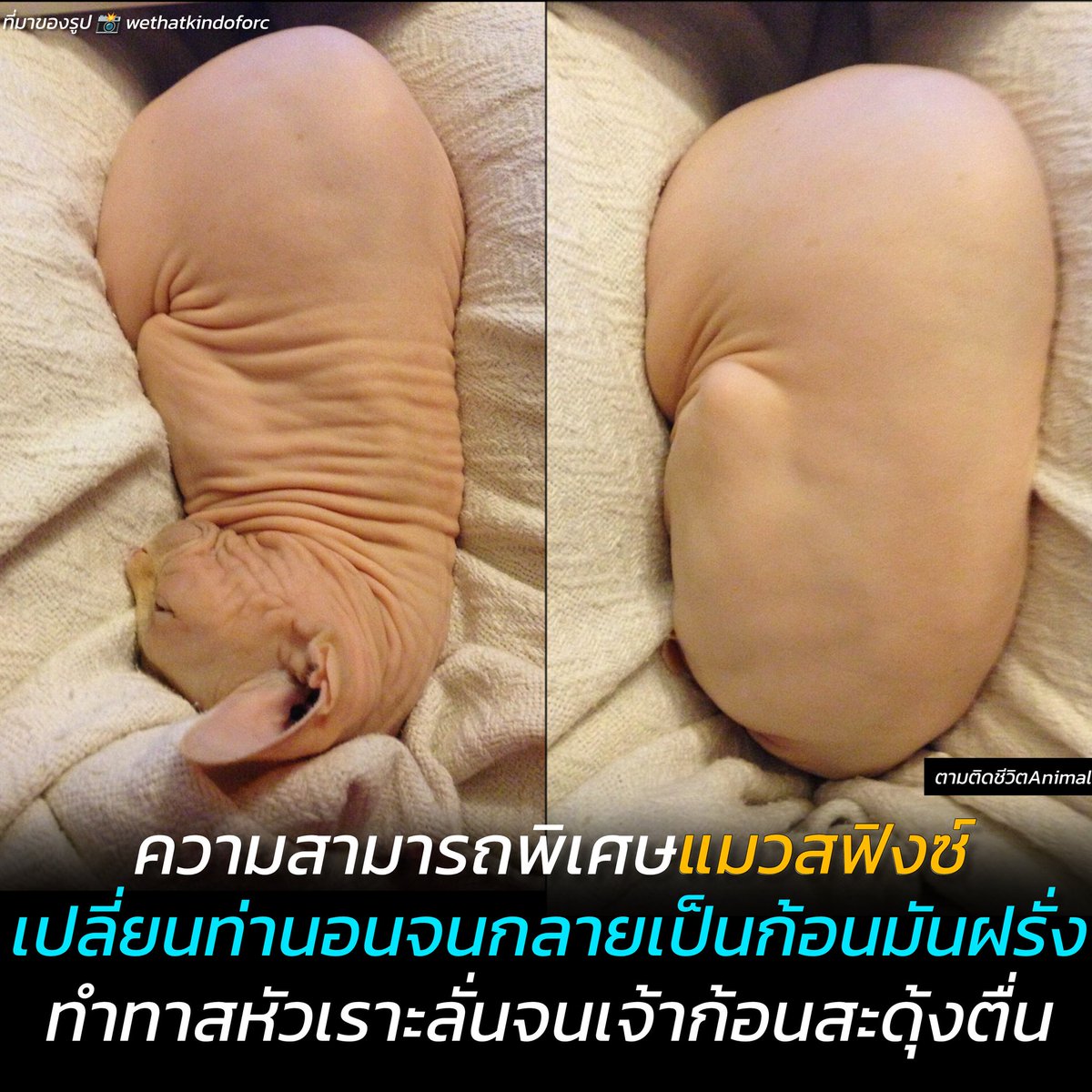 ความสามารถพิเศษของน้องคือ เปลี่ยนจากก้อนหนังไก่กลายเป็นก้อนมันฝรั่งปอกเปลือก 🥔🍗🐱
สรุปแล้วคิดว่าน้องเหมือนอะไรกันแน่ 😂

ผู้ใช้บัญชี Tumblr ชื่อ wethatkindoforc ได้แชร์รูปน้องแมวพันธุ์สฟิงซ์ของเขาที่กำลังนอนอยู่ระหว่างขา ทันใดนั้นน้องก็เปลี่ยนท่านอน