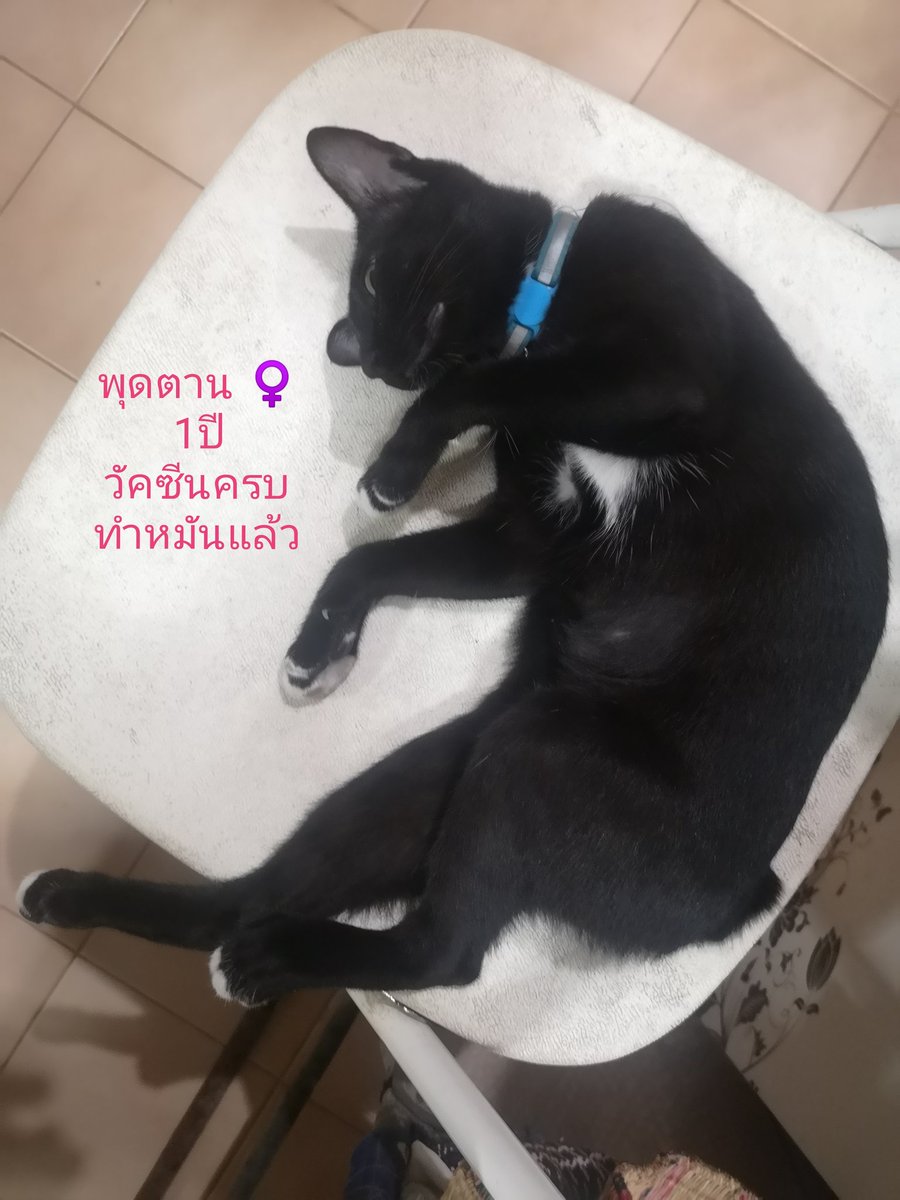 puzzolcat tweet media