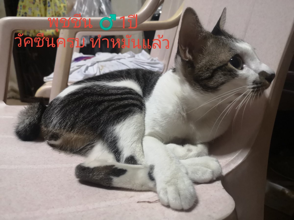 puzzolcat tweet media