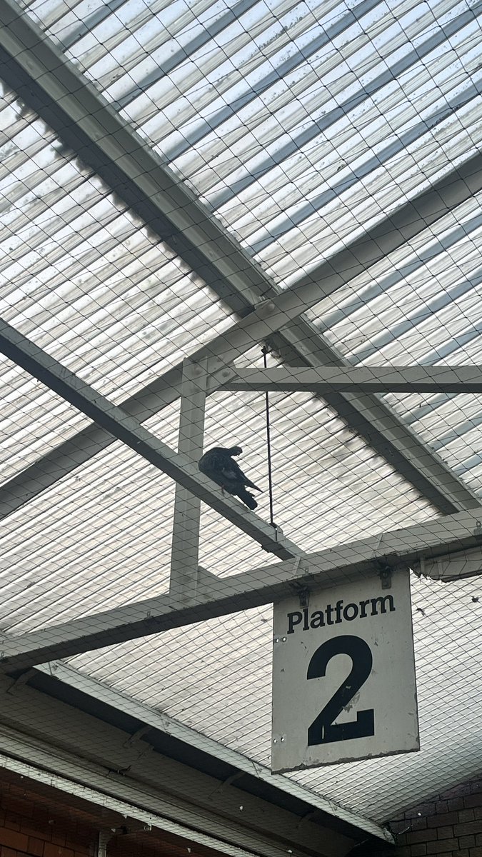 @My_Metro - I know this may be a minor issue in the face of things, but the distress that the new nets at Cullercoats station are causing to the pigeons here is horrible. Parents can’t get to their chicks, and they are going bald tearing out their feathers #AnimalCruelty