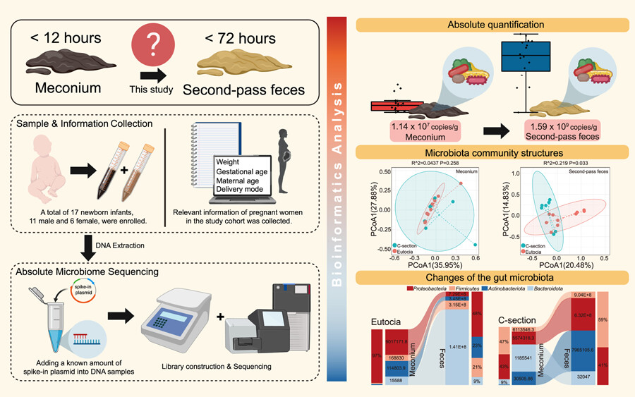 Are prenatal feces really sterile? 
The latest study performed an absolute quantitive approach to explore this question. For more details please refer to the article Bacterial load in meconium 
#guthealth #infant #microbiome #metagenomics #bioinformation 
@wileymicrobio