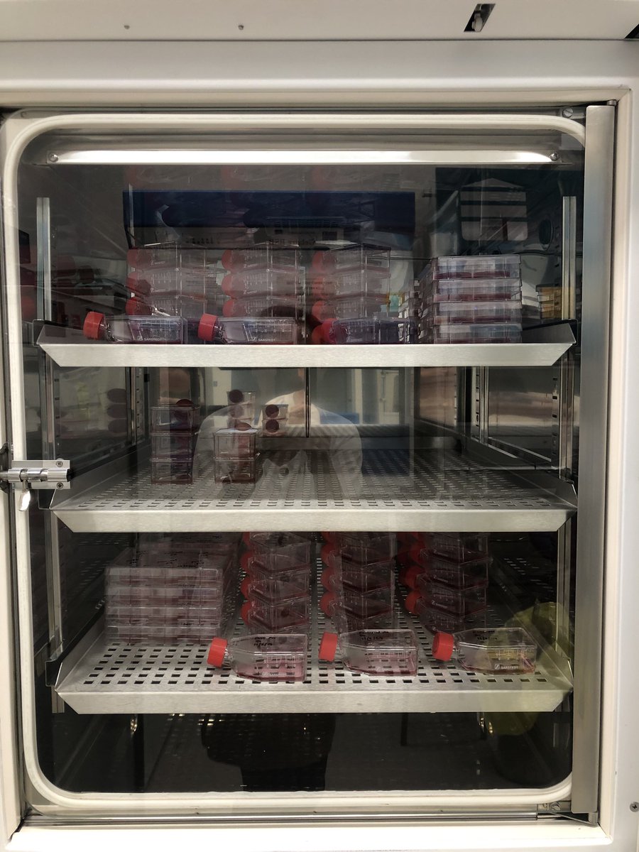 Scattyowen's tweet photo. Mixed emotions…last major cell experiment of current grant 😥 but won’t miss the weekend & late finishing demands of these renegades! 😜😂 @OrthoInstitute @HeidiRFuller #SMAresearch #primarycells https://t.co/MvwZS03kCj