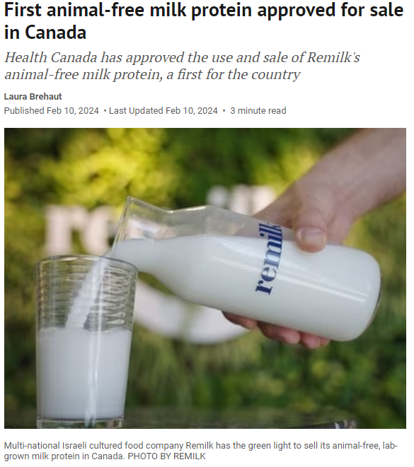 Canada is the fourth country to approve the cow free dairy milk from Remilk. 'Health Canada has approved the use and sale of Remilk's animal-free milk protein, a first for the country' Made with a technique called precision fermentation which can help us dramatically reduce the…