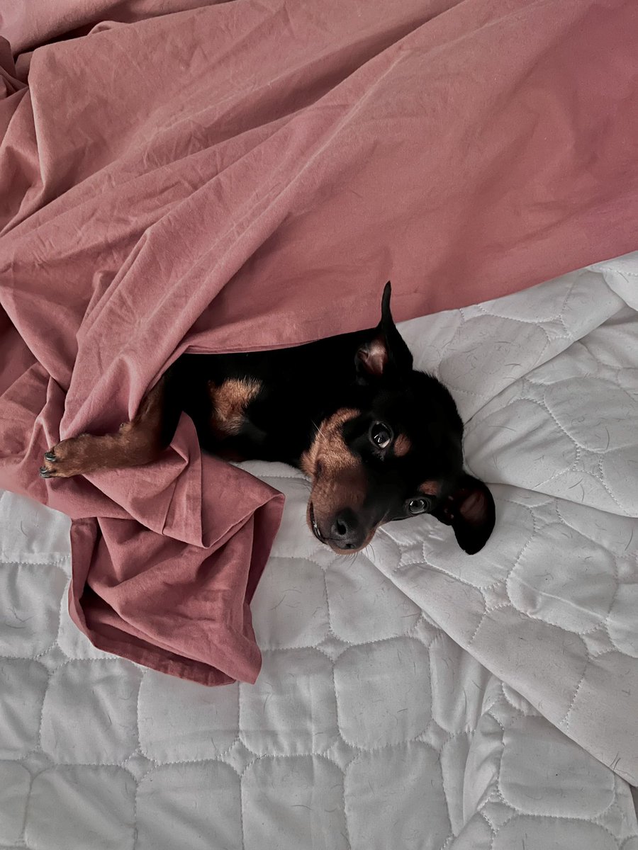 midtermwoof's tweet photo. An hour of sun ☀️😴 https://t.co/1aDF6R3Qon
