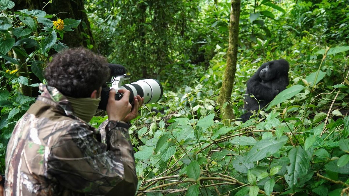 Dünya çapında nesli tehlike altındaki önemli bir tür; Gümüş Sırtlı Dağ Gorili ile… 
#mountaingorilla #uganda #wildlifephotography