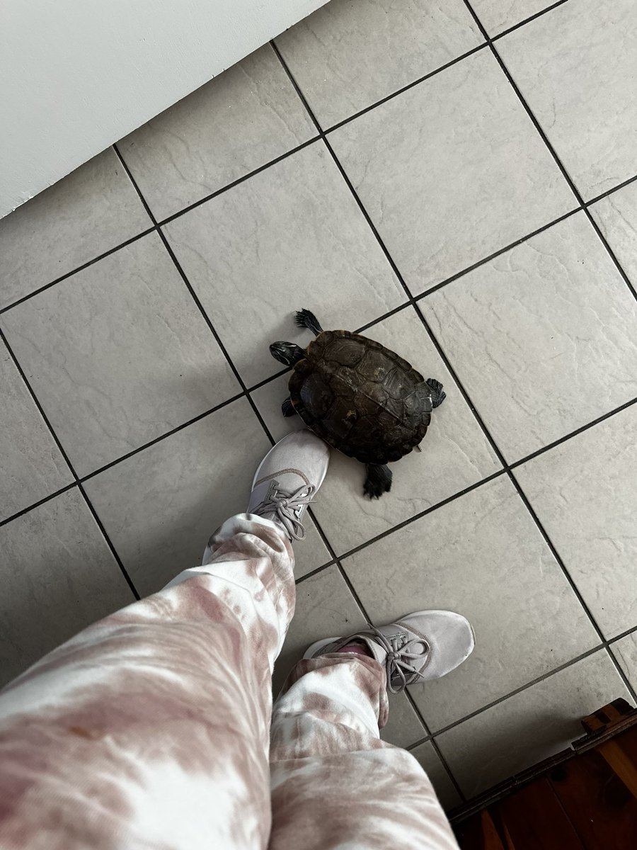 KPlessala's tweet photo. I kidnapped my maw maw’s turtle with the intention of putting her in a pond outside…. 
But now I selfishly want to put her a massive tank &amp; keep her inside… she is just SO CUTE. 🥺 
(This set up is temporary dont come for me) https://t.co/gnwUV7wDgD