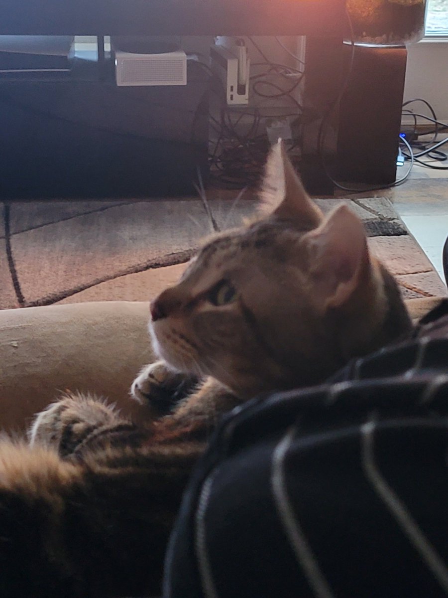 CharmChibi's tweet photo. @InfernoOmni We show you the kitty...you show us the kitty https://t.co/juPFGsnxY3