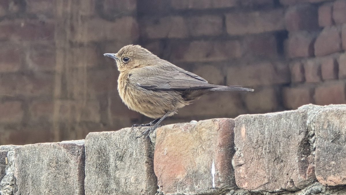 Indian #brownrockchat bird.
In our area we call it Painga (पेंगा). This bird love to eat Peas🫛.
Shot by ##s24ultra