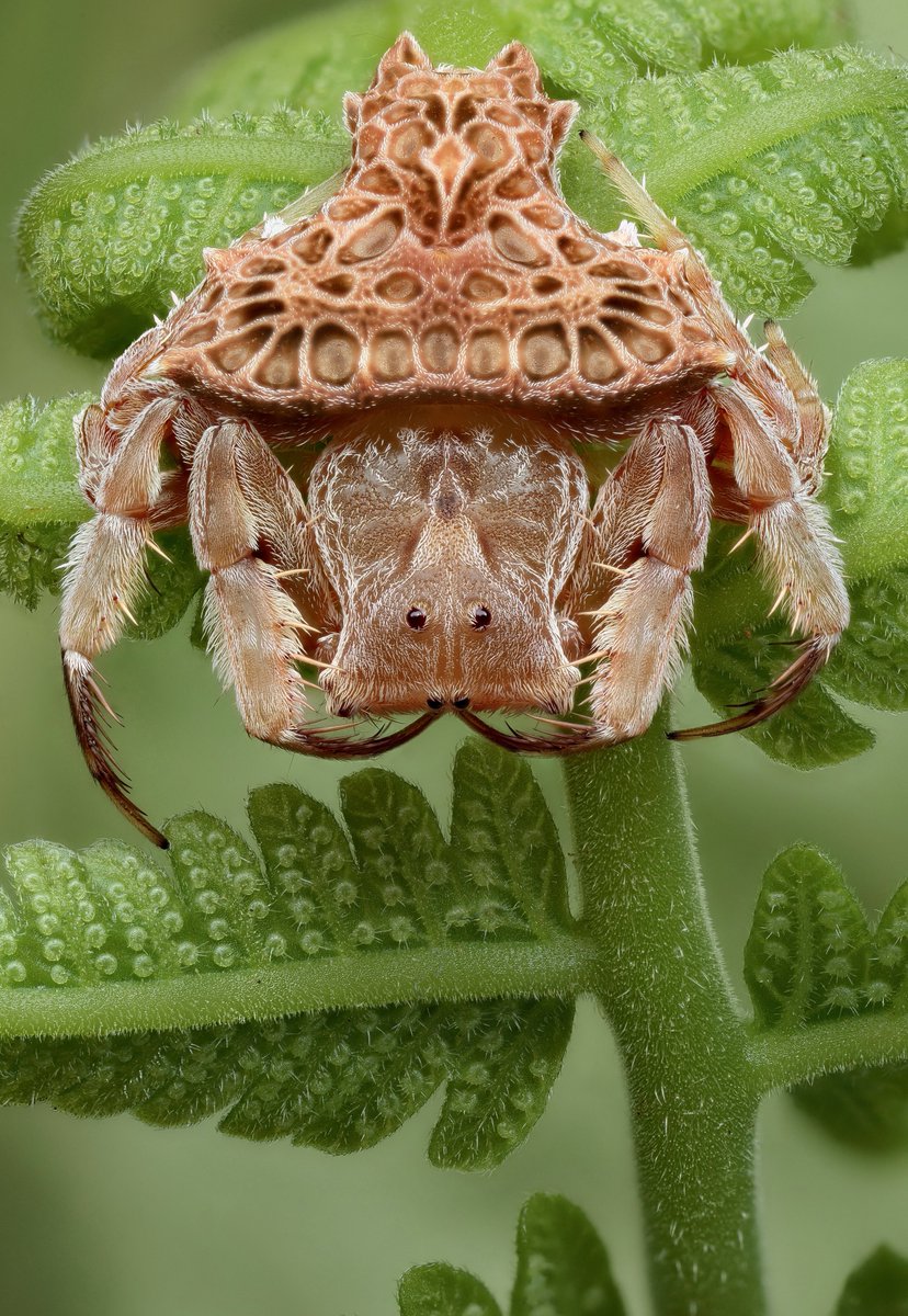 Arkys alatus  (Winged Arkys)- Narara NSW Australia