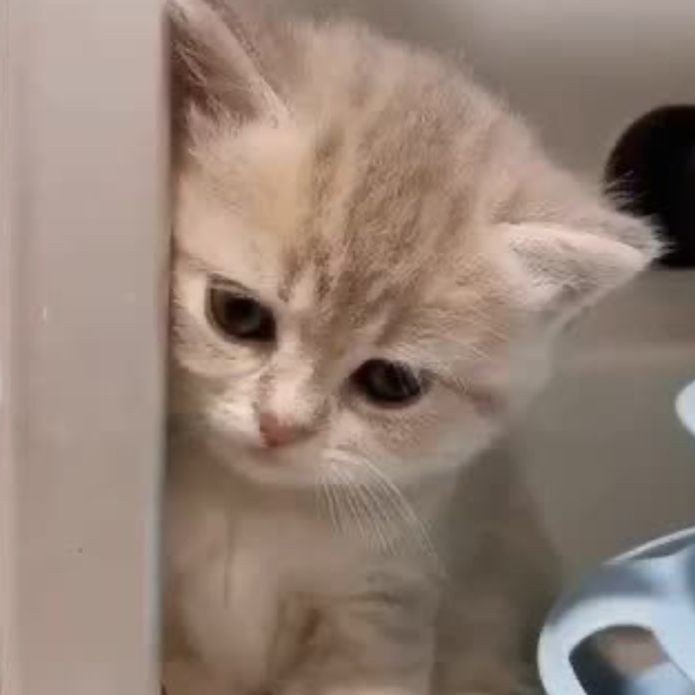 babelov3rr's tweet image. งอนแม่