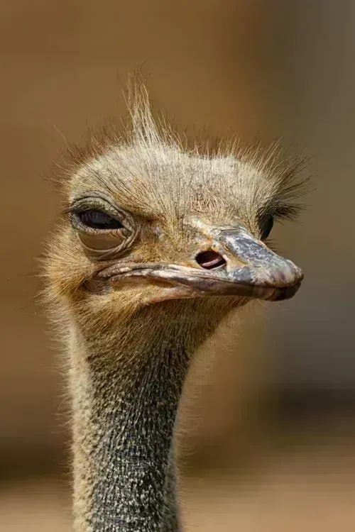 DTNEtiquette's tweet photo. There are days when all that is needed is the look...no words needed, just the look! Can you dig it? ~ #DTN #icandigit #givingthelook https://t.co/EQtBlNZhmb