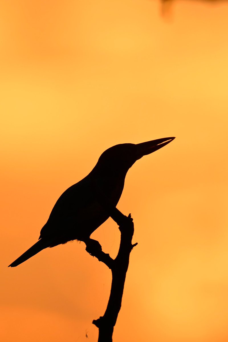Good Morning! Few birds silhouette images from Bharatpur.. ©️RathikaRamasamy #Silhouette #rathikaramasamy #wildlifephotography #naturephotography #birdwatching #nature #birdphotography