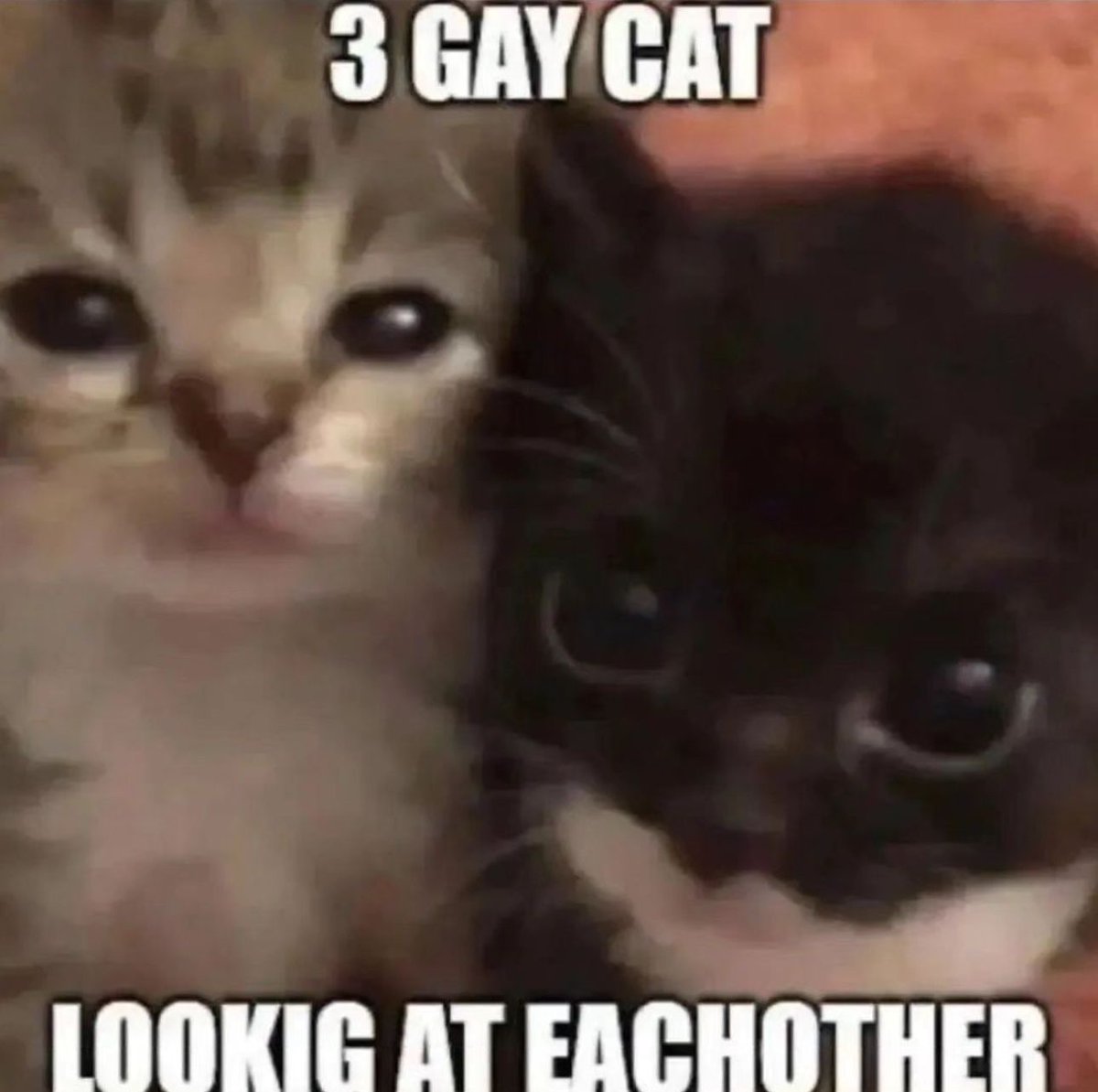 PostsOfCats's tweet photo. https://t.co/7dqdI1dpF3